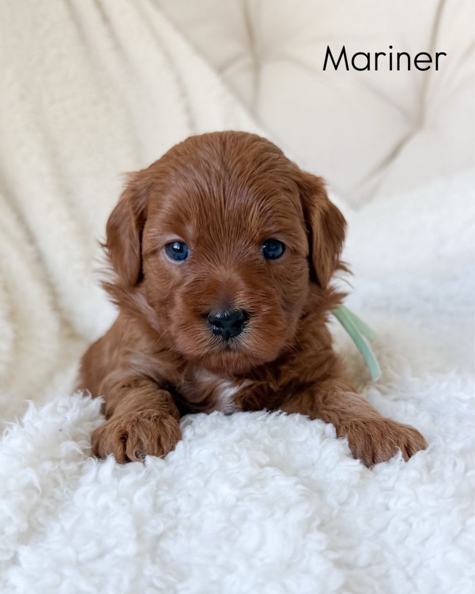 Petite Goldendoodles