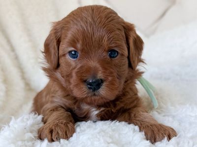 Petite Goldendoodles