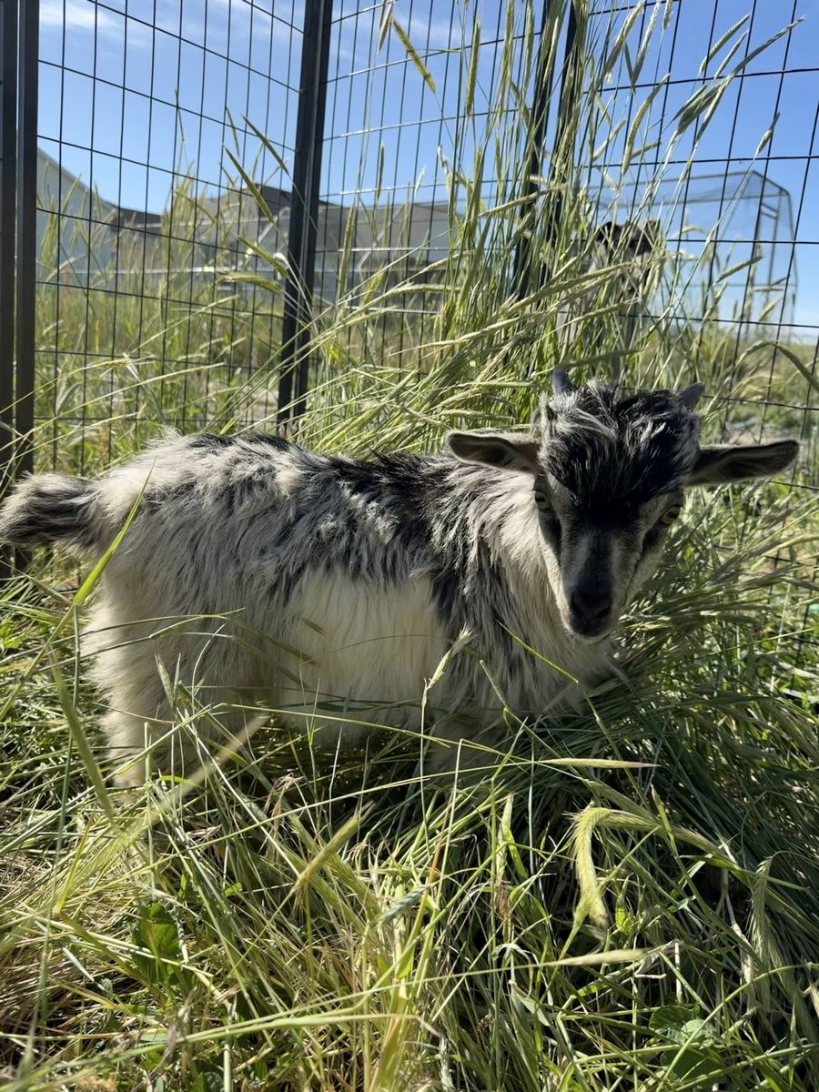Miniature silky fainting buck
