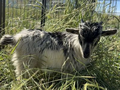Miniature silky fainting buck