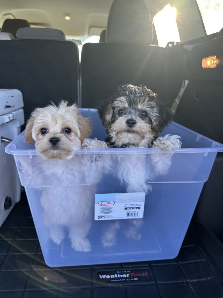 Tiny toy Maltipoo and Yorkiepoo Puppy - Hypoallergenic, Ready for New Homes Maltese Poodle Yorkie 2-3 lbs at 2months