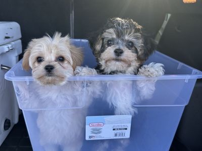 Tiny toy Maltipoo and Yorkiepoo Puppy - Hypoallergenic, Ready for New Homes Maltese Poodle Yorkie 2-3 lbs at 2months
