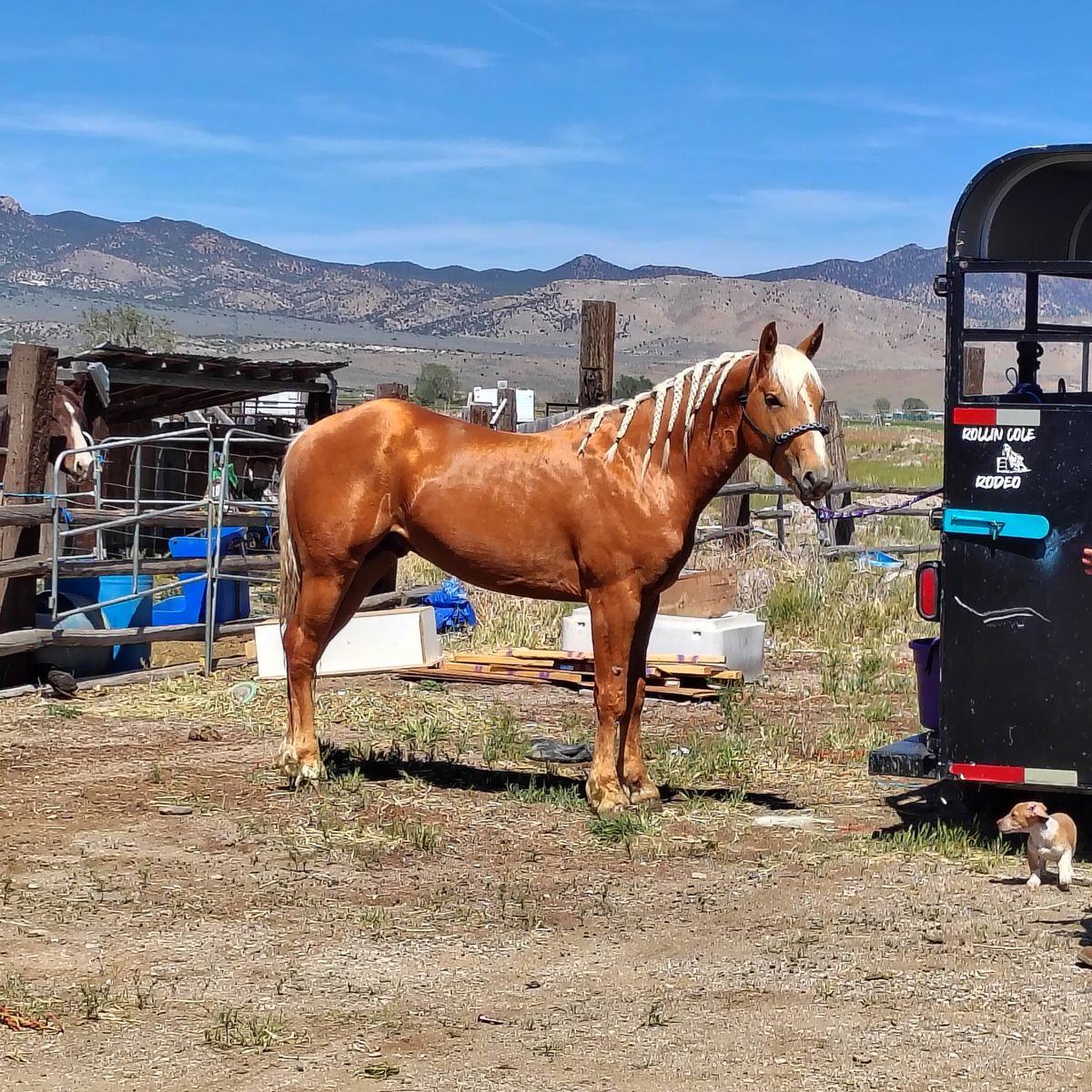 Palomino stallion for sale