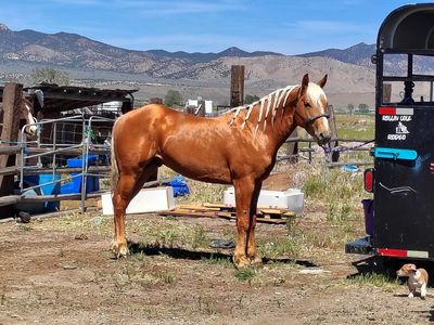 Palomino stallion for sale