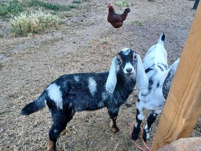 Nubian Buckling Spotted