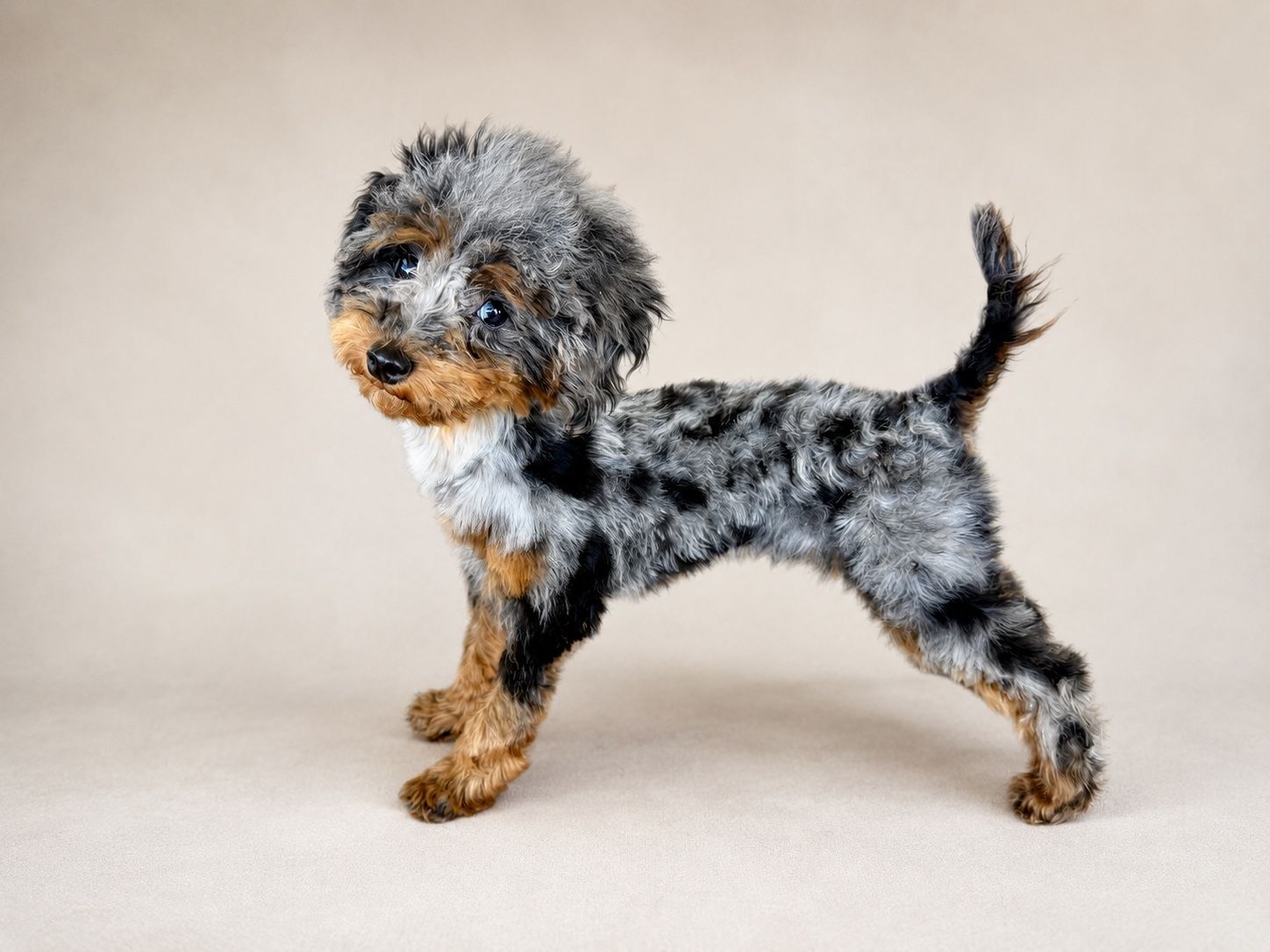Adorable Merle Toy Poodle Puppy - Ready Now!