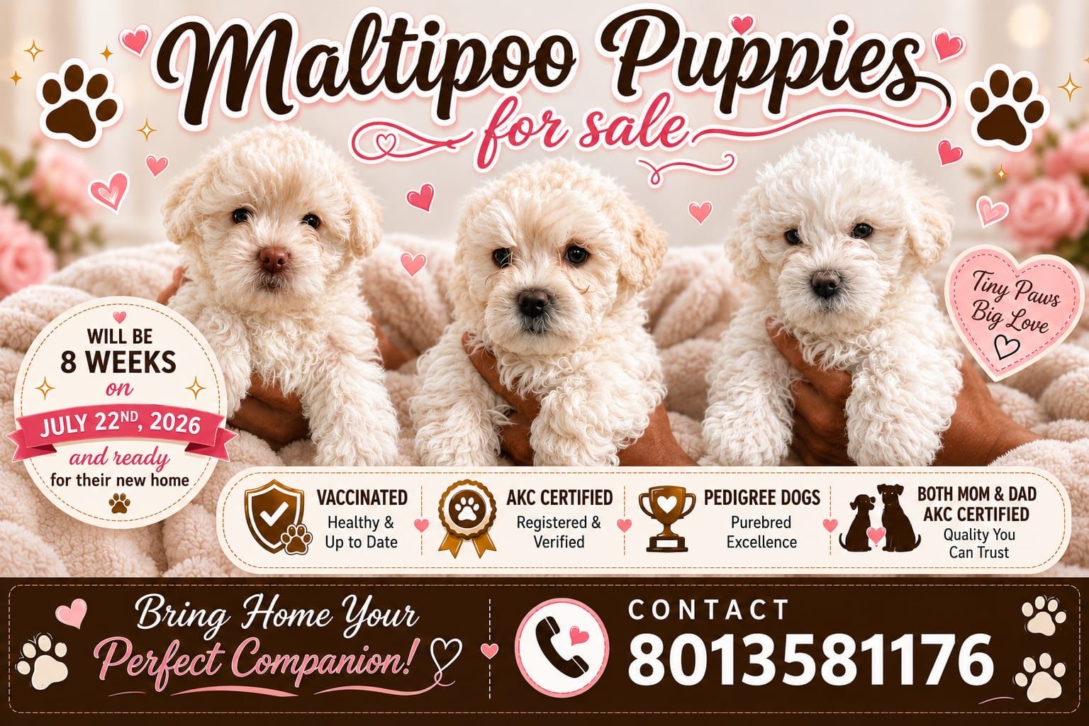 AKC Certified Pedigree Maltipoo Puppies - Vaccinated, Healthy, Ready July 22, 2026