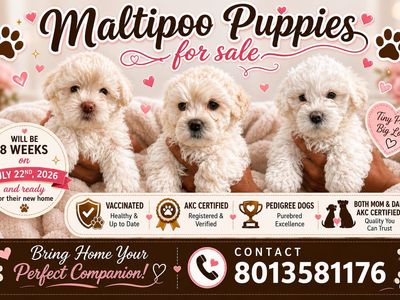 AKC Certified Pedigree Maltipoo Puppies - Vaccinated, Healthy, Ready July 22, 2026