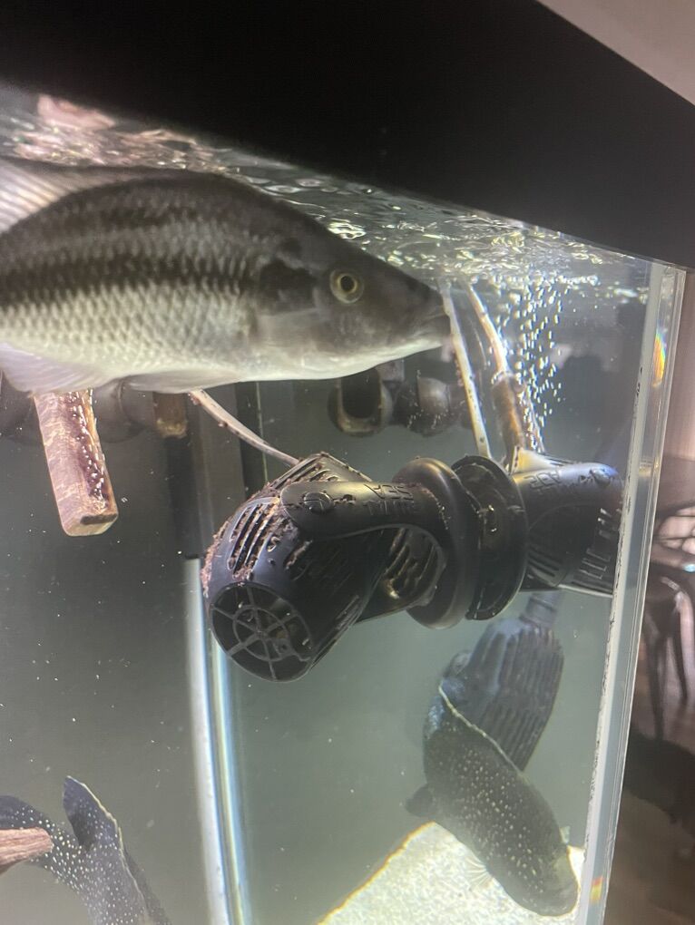 2 Larger Female Eybiters