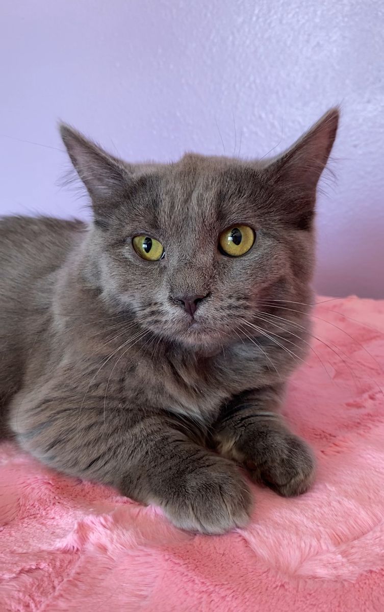 Dwarf English Muffin kitten! ( Ragdoll x Munchkin x Bengal x British Shorthair )