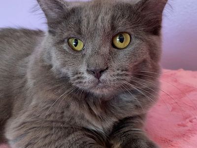Dwarf English Muffin kitten! ( Ragdoll x Munchkin x Bengal x British Shorthair )