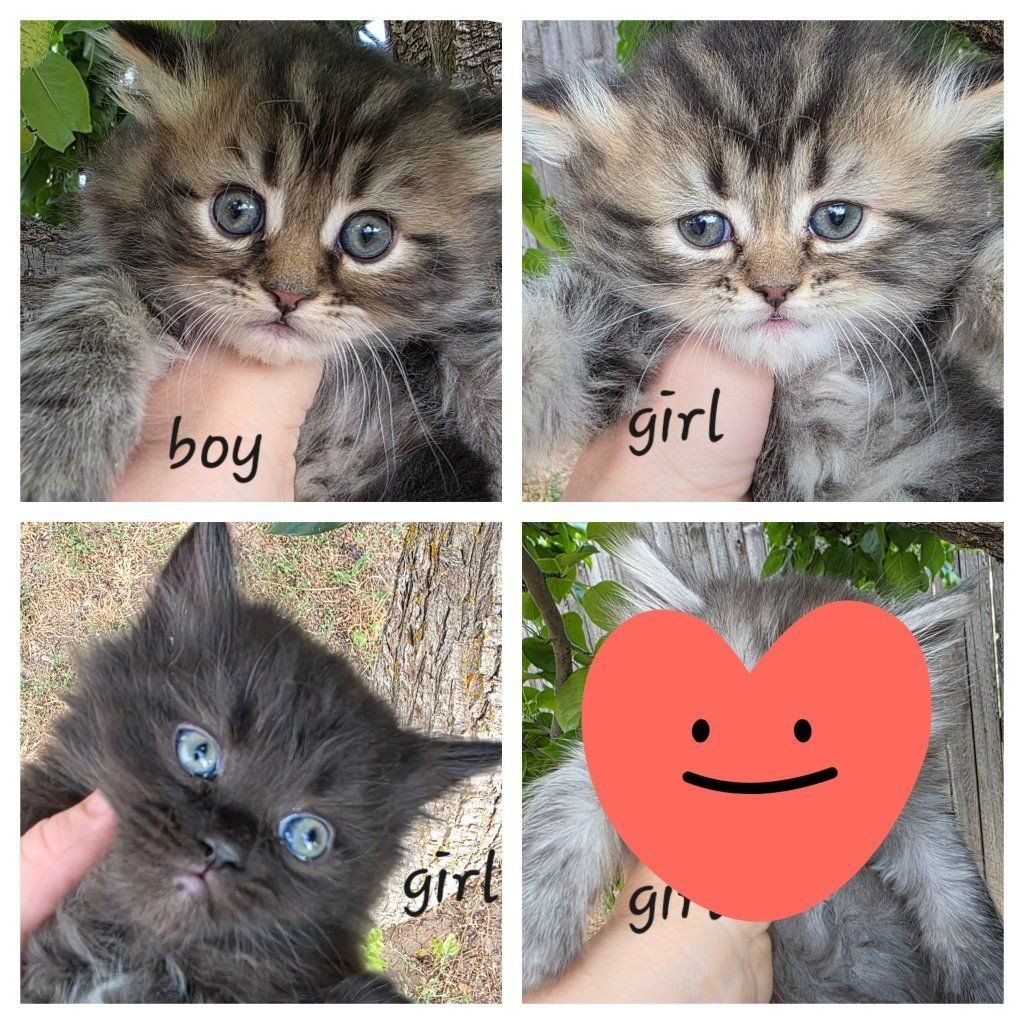 Persian kittens (75%) only 3 left
