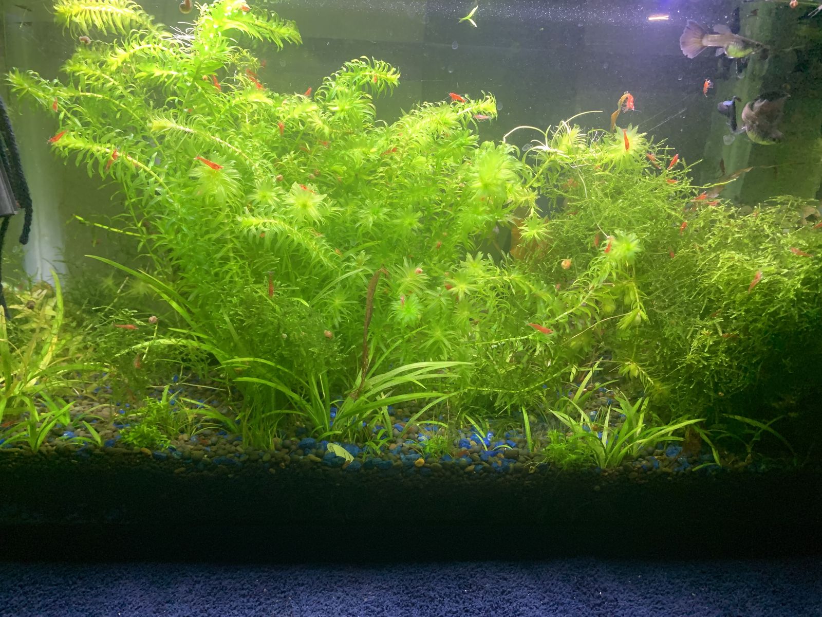 Aquarium