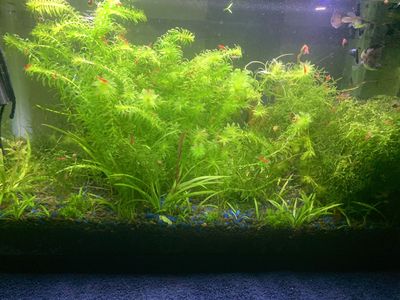 Aquarium