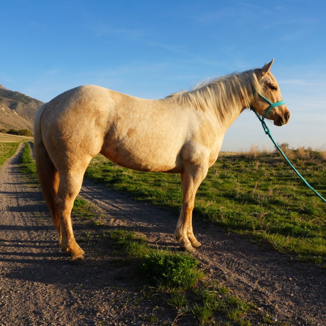 3YO AQHA Palomino Mare Mobster/Nu Chex To Cash