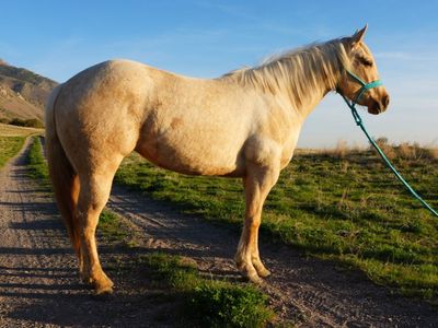 3YO AQHA Palomino Mare Mobster/Nu Chex To Cash