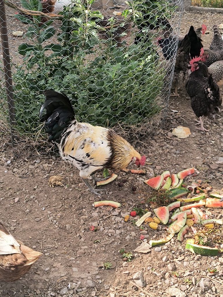 Easter Egger rooster