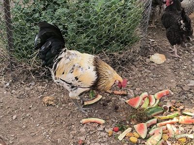 Easter Egger rooster