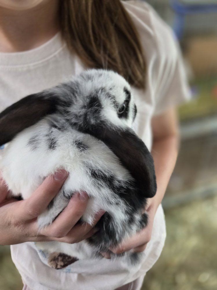 Mini Lop Bunny Rabbit Kit