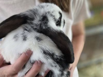 Mini Lop Bunny Rabbit Kit