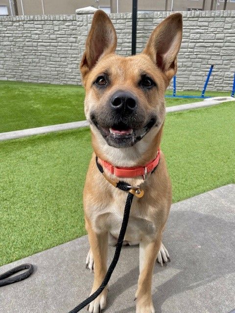 A160444 Stephanie, Available for Adoption