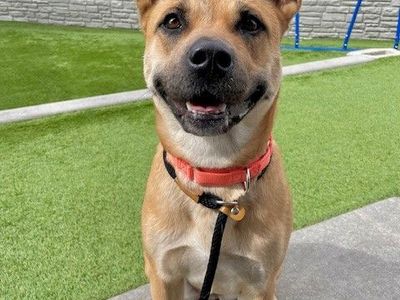A160444 Stephanie, Available for Adoption