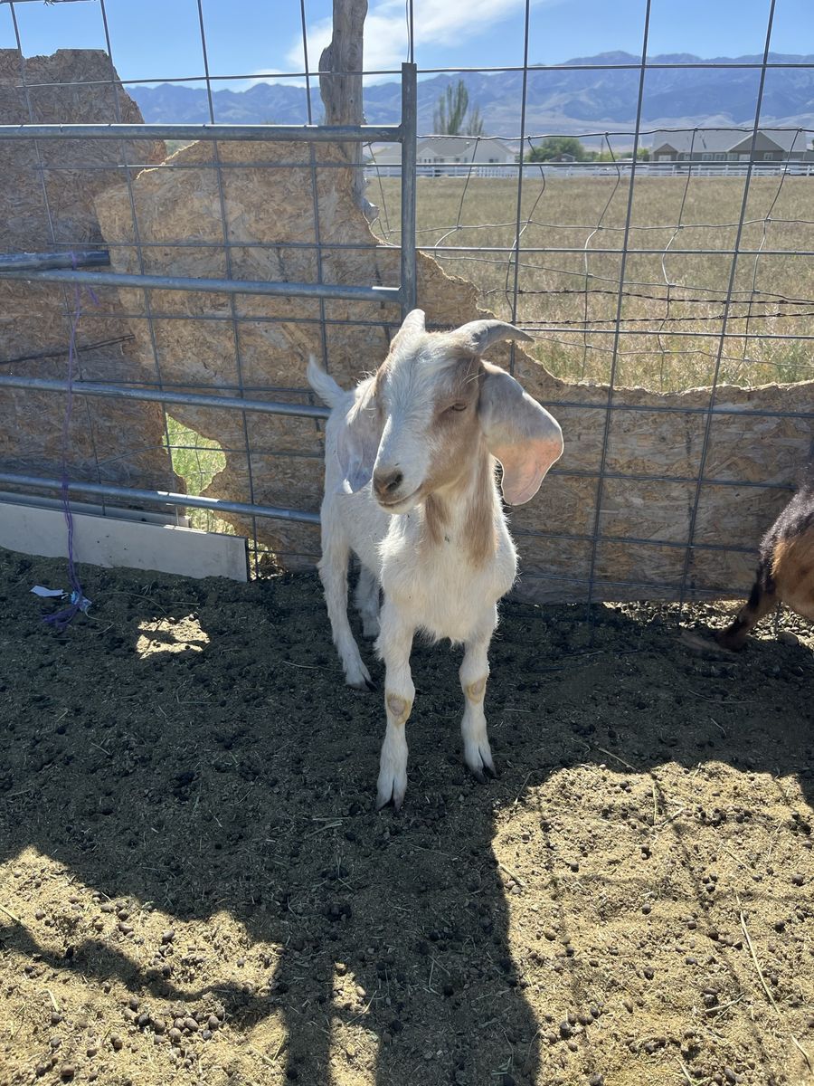 Boar goat for sale