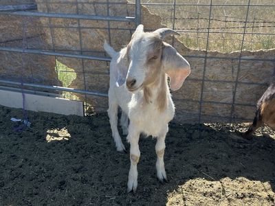 Boar goat for sale