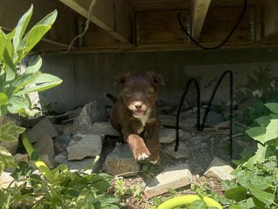Idaho shag puppies