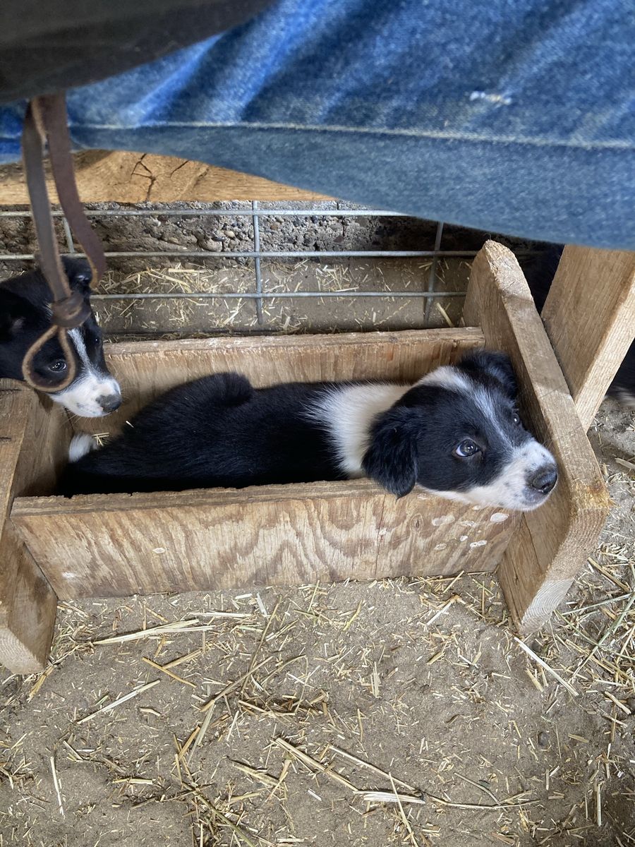 Border Collie Puppies