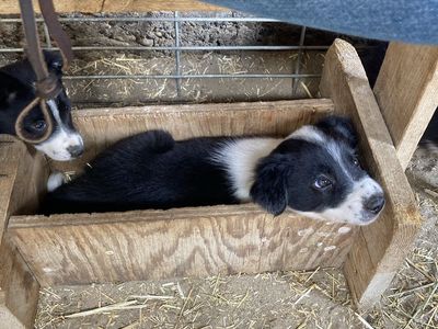 Border Collie Puppies