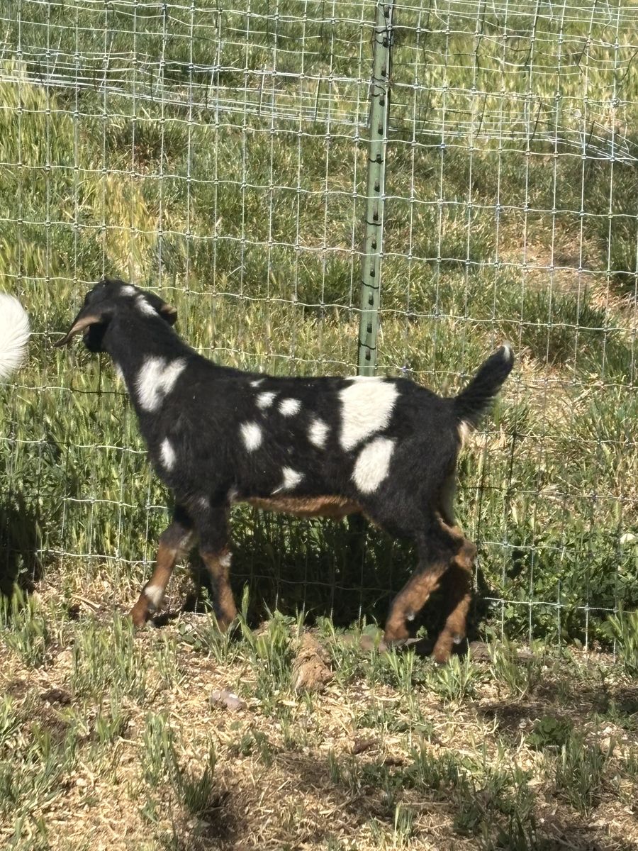 Mini Nubians