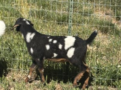 Mini Nubians