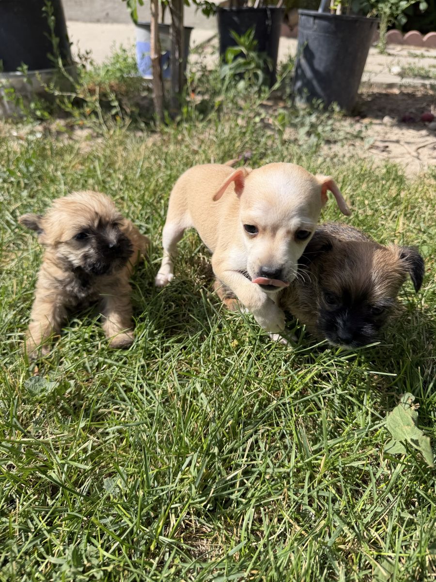 Deer Head Chihuahua Puppies - 3 Males, Long & Short Hair, 6 Weeks Old