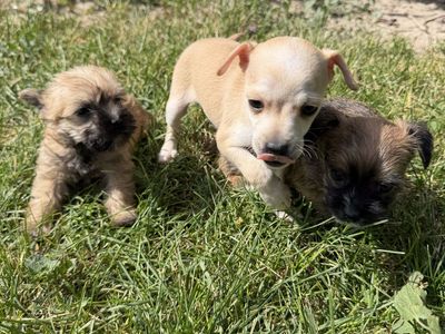 Deer Head Chihuahua Puppies - 3 Males, Long & Short Hair, 6 Weeks Old