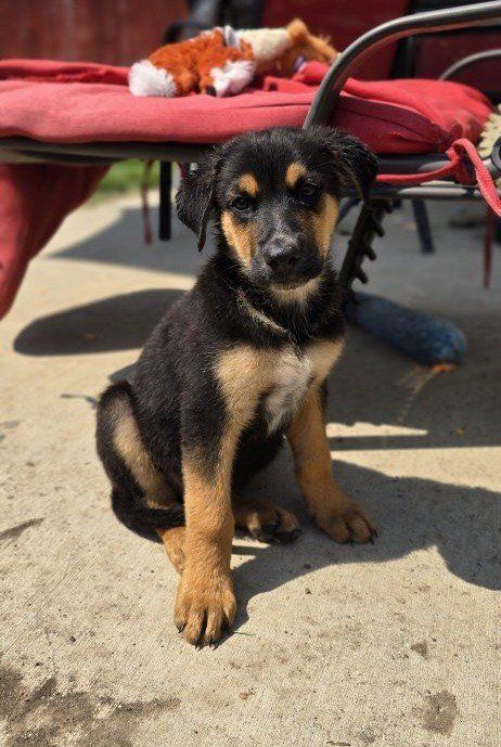 German Shepherd/Rottweiler mix breed puppies