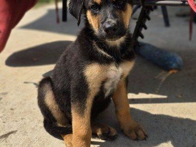 German Shepherd/Rottweiler mix breed puppies