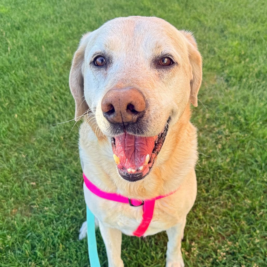 Hello my name is Wrigley