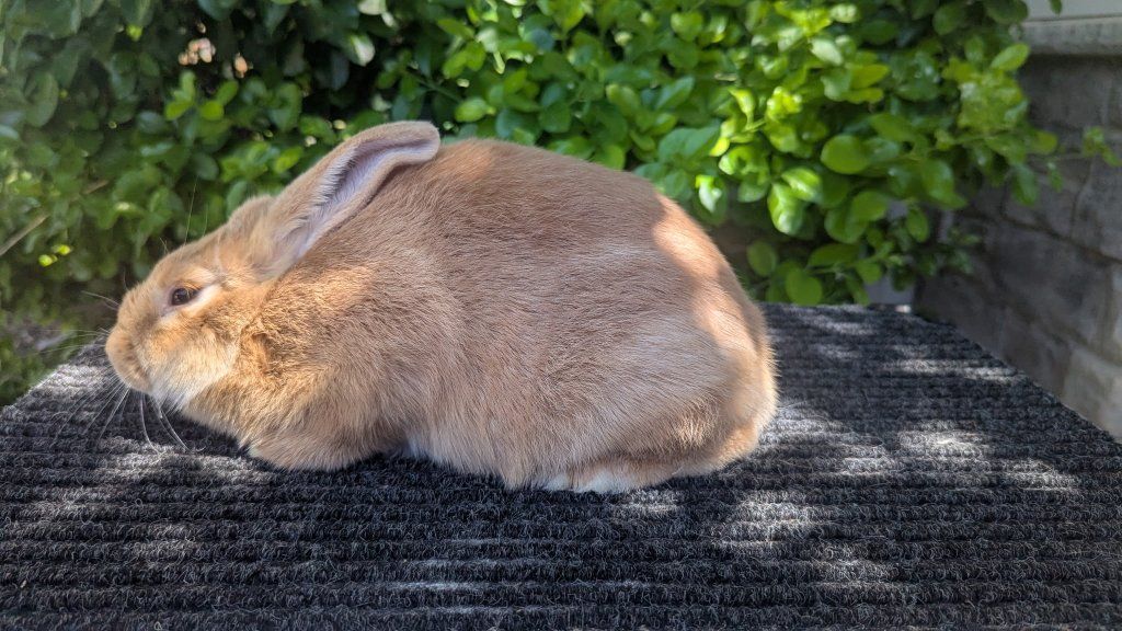 Palomino Meat/Breeding Rabbits