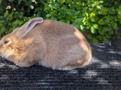 Palomino Meat/Breeding Rabbits