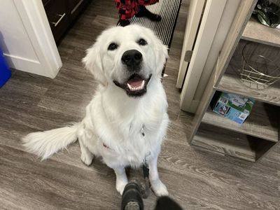 Male English Cream Golden Retriever