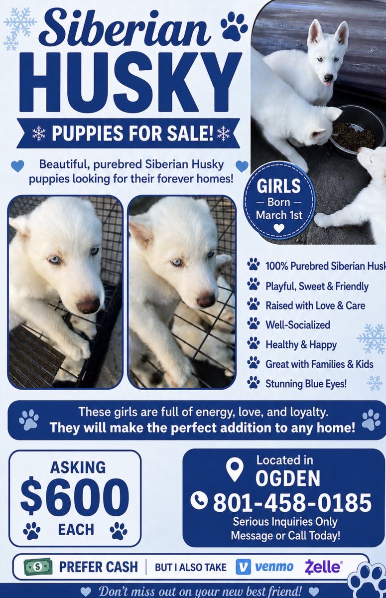 Siberian Husky Puppies