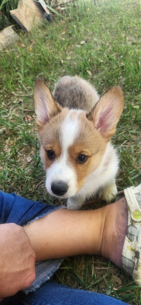 Akc Pembroke Welsh Corgis