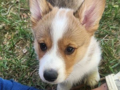Akc Pembroke Welsh Corgis