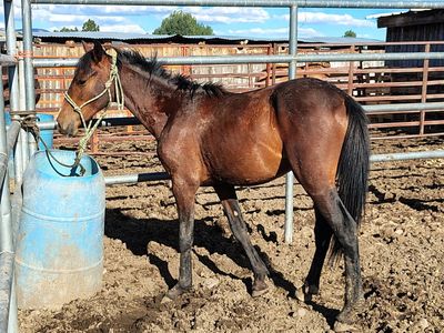 Pony gelding