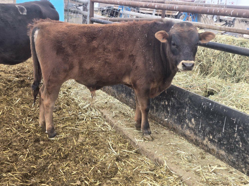 Jersey/Dexter  Bull