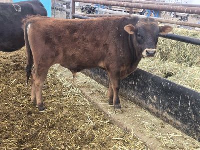 Jersey/Dexter Bull