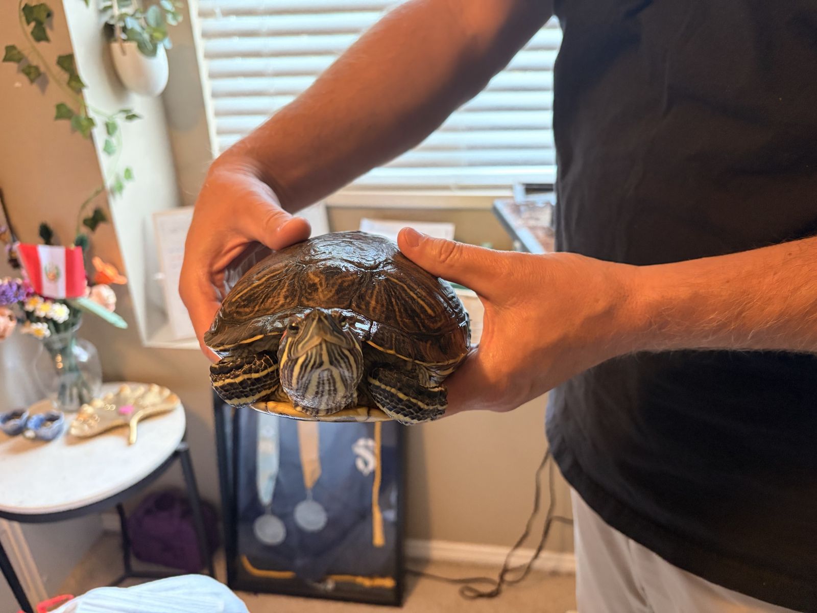 Free turtle