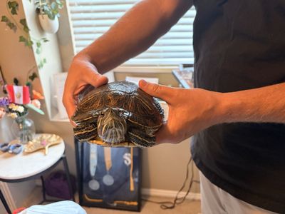Free turtle