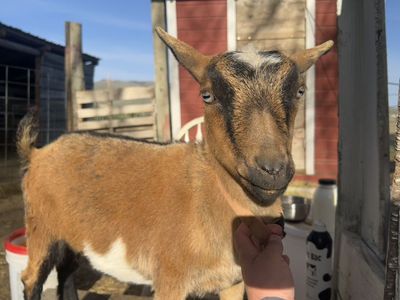 Nigerian Dwarf Doe